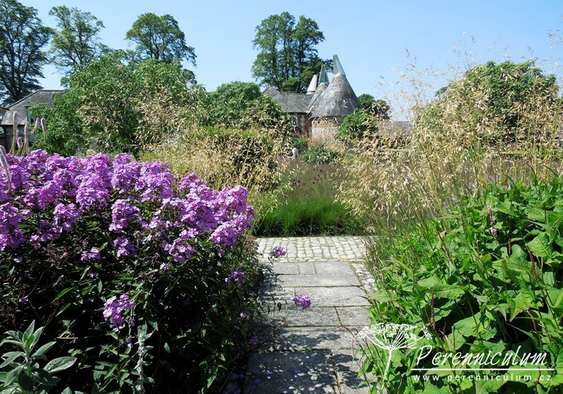 Phlox - Trvalka sezóny 2015 1 phlox trvalka sezony 2015