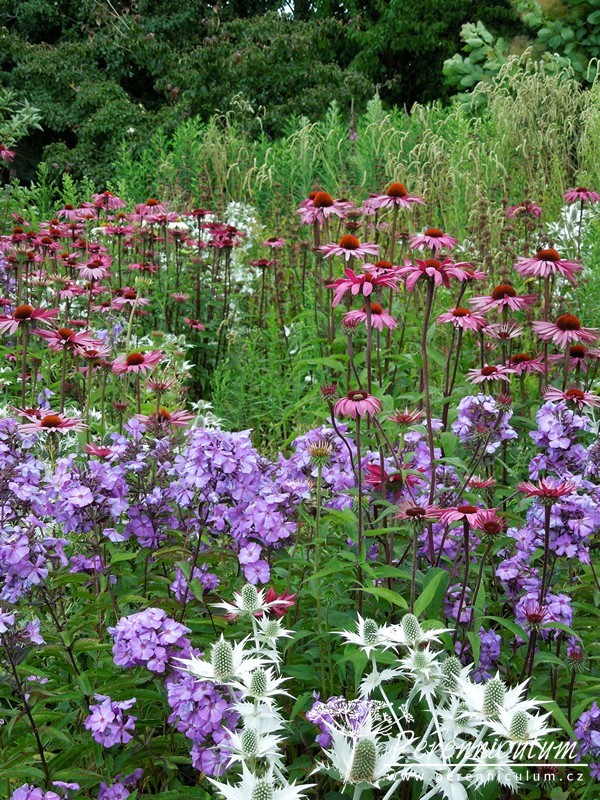 Phlox - Trvalka sezóny 2015 4 phlox paniculata trvalka sezony