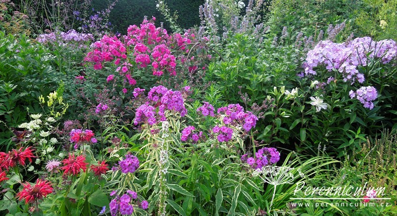 Phlox - Trvalka sezóny 2015 2 phlox paniculata trvalka sezony