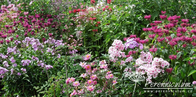 Phlox - Trvalka sezóny 2015 11 phlox trvalka sezóny 2015 plamenka