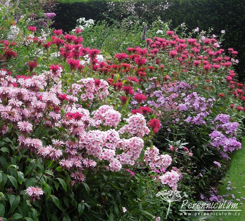 Phlox - Trvalka sezóny 2015 3 Phlox paniculata