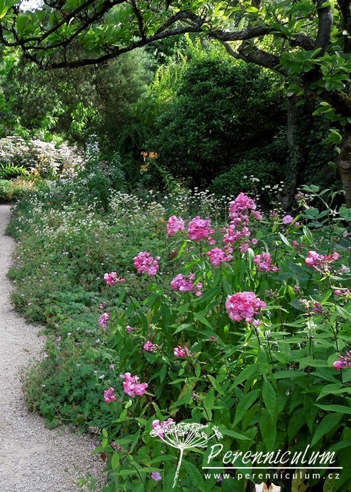Phlox - Trvalka sezóny 2015 6 phlox stín stanoviště