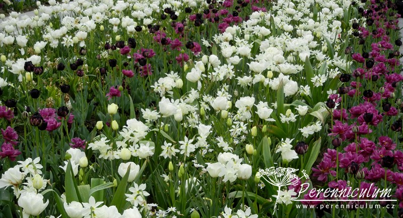 Zimní přemítání aneb vzývání jara 8 bílé tulipány, narcisy, vínové tulipány
