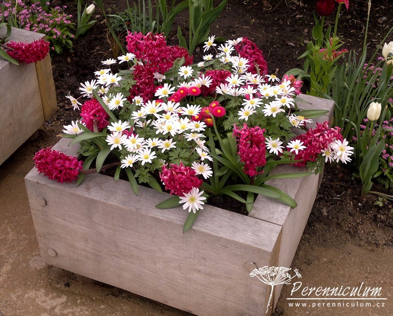 Zimní přemítání aneb vzývání jara 4 anemone blanda, hyacithus