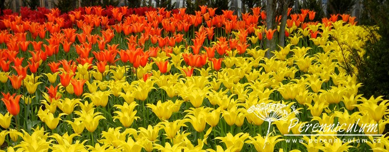 Zimní přemítání aneb vzývání jara 2 liliokvěté tulipány červená oranžová žlutá