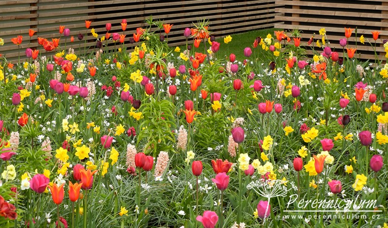 Zimní přemítání aneb vzývání jara 1 tulipány, hyacinty, jaro, narcisy, fritilaria