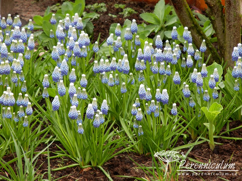 Zimní přemítání aneb vzývání jara 10 Muscari, modřence