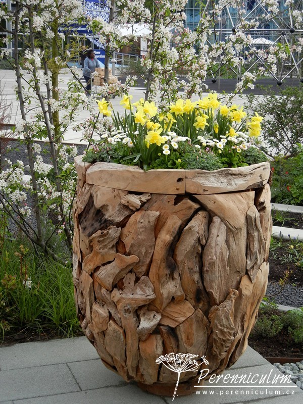 Zimní přemítání aneb vzývání jara 3 květináč ze starého vyplaveného dřeva, jarní cibuloviny