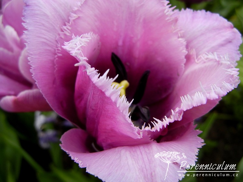 Zimní přemítání aneb vzývání jara 9 tulipány s roztřepeným okrajem