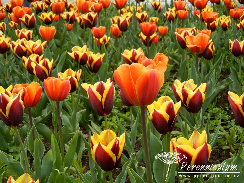 Zimní přemítání aneb vzývání jara 14 dvoubarevné tulipány