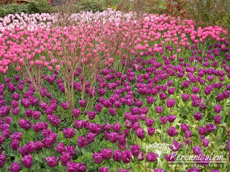 Zimní přemítání aneb vzývání jara 7 tulipány kombinace barev, růžová, purpurová, fialová