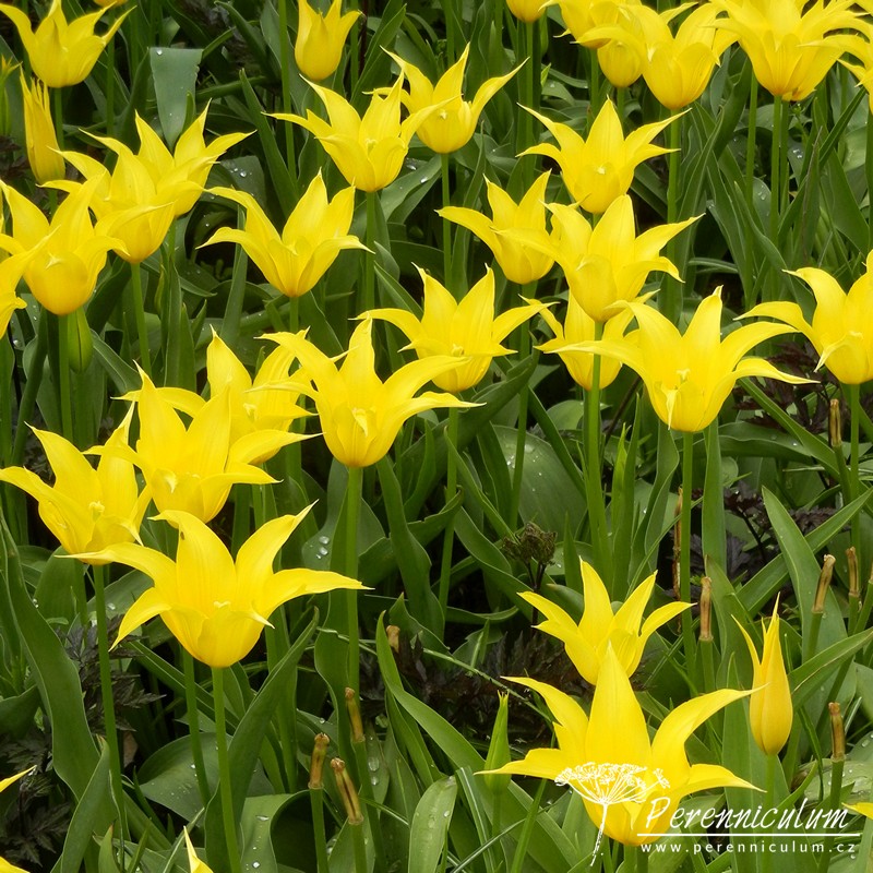 Zimní přemítání aneb vzývání jara 15 liliokvěté tulipány