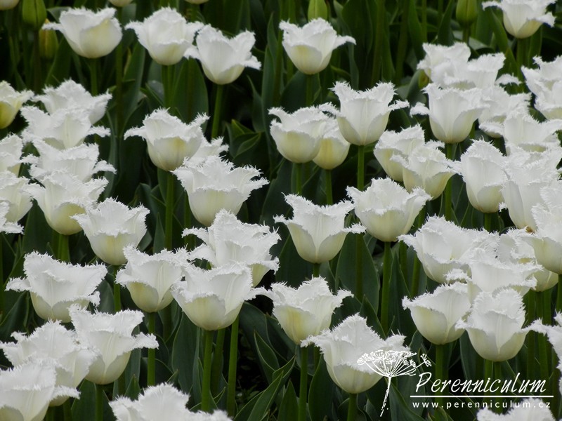 Zimní přemítání aneb vzývání jara 6 čistě bílé tulipány s roztřepeným okrajem