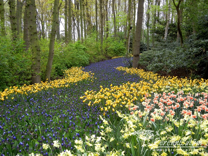 Zimní přemítání aneb vzývání jara 16 Keukenhof 2012, duben, cibuloviny