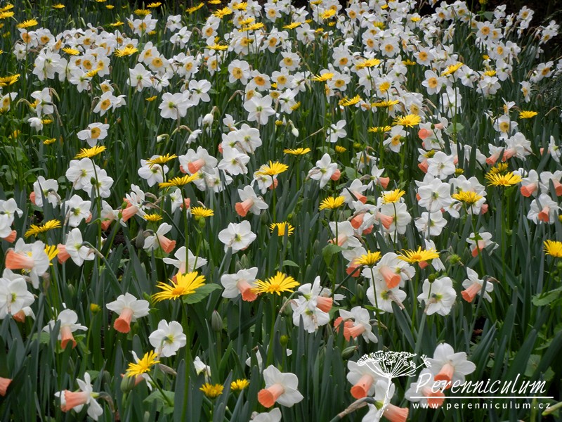 Zimní přemítání aneb vzývání jara 18 park Keukenhof, jaro, cibuloviny