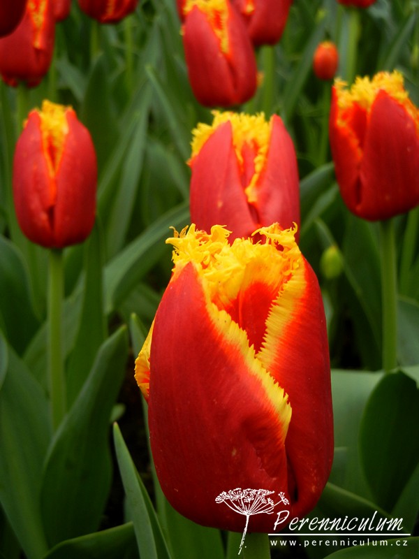 Zimní přemítání aneb vzývání jara 13 červený tulipán