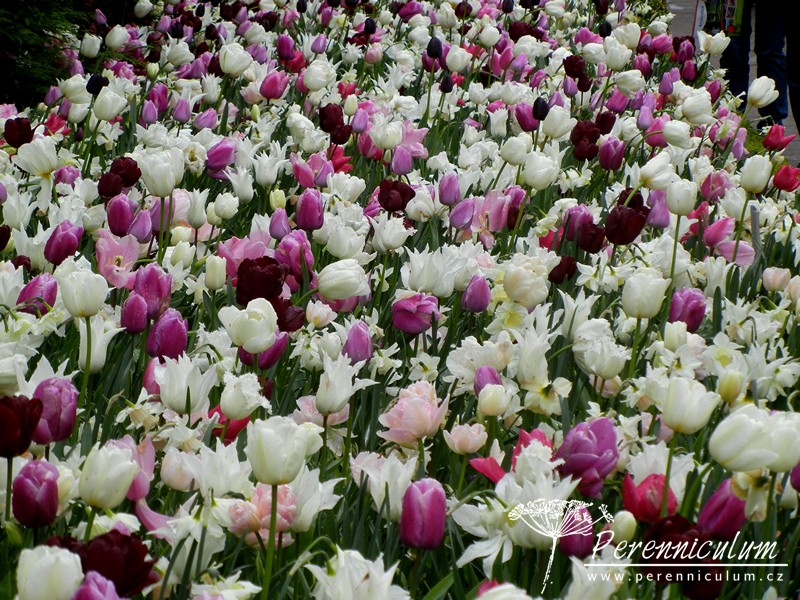 Zimní přemítání aneb vzývání jara 20 kombinace cibulovin bílá růžová fialová, narcisy, tulipány