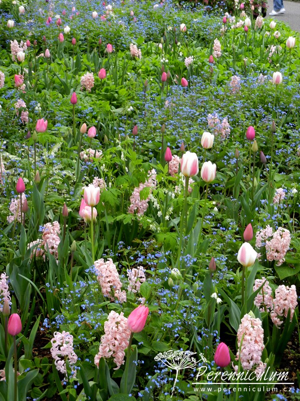 Zimní přemítání aneb vzývání jara 19 něžná kombinace růžových hyacintů, modrých pomněnek a růžových tulipánů