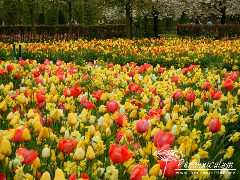 Zimní přemítání aneb vzývání jara 17 žluté tulipány, narcisy, fritilaria, červené tulipány