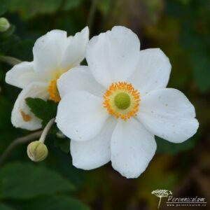 Anemone x hybrida Honorine Jobert