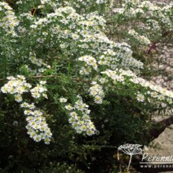 Aster ericoides Golden Spray
