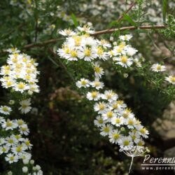 Aster ericoides Golden Spray