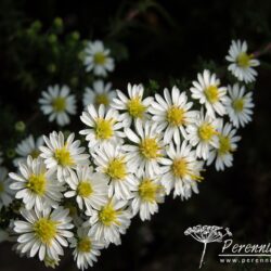 Aster ericoides Golden Spray