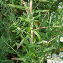 Aster ericoides Golden Spray