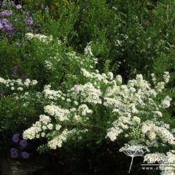 Aster ericoides Golden Spray
