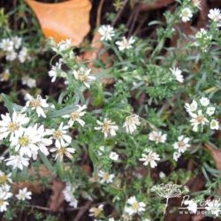 Aster ericoides f. prostratus Snow Flurry