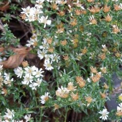 Aster ericoides f. prostratus Snow Flurry