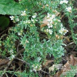 Aster ericoides f. prostratus Snow Flurry