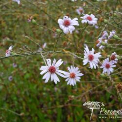 Aster turbinellus