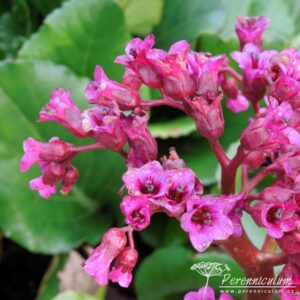 Bergenia Abendglocken
