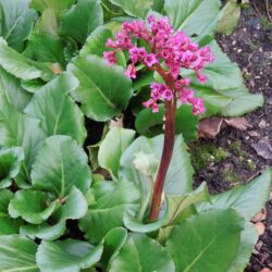 Bergenia Abendglocken