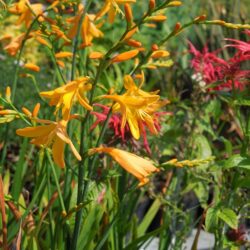 Crocosmia x crocosmiiflora George Davison