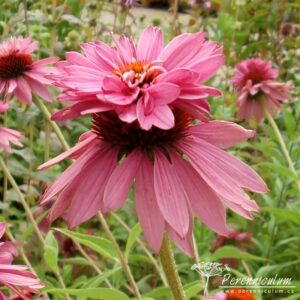 Echinacea purpurea Doubledecker