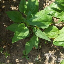 Echinacea purpurea Doubledecker