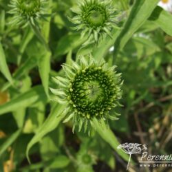 Echinacea purpurea Doubledecker