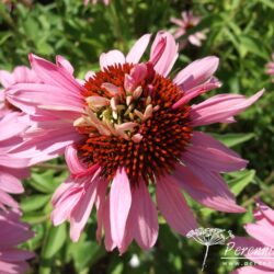 Echinacea purpurea Doubledecker