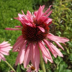 Echinacea purpurea Doubledecker