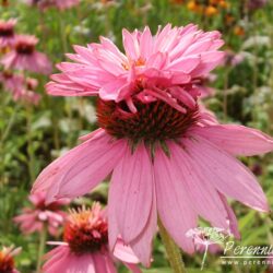 Echinacea purpurea Doubledecker