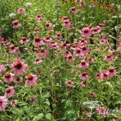 Echinacea purpurea Doubledecker