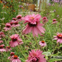 Echinacea purpurea Doubledecker