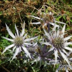 Eryngium bourgatii Picos Blue