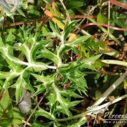 Eryngium bourgatii Picos Blue