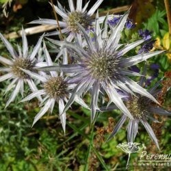 Eryngium bourgatii Picos Blue