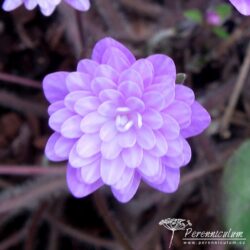 Hepatica nobilis var. japonica Hepatica nobilis var. japonica