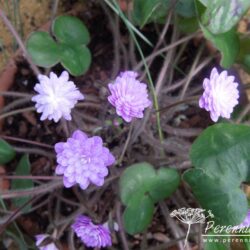 Hepatica nobilis var japonica Tamamushi