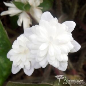 Hepatica nobilis var. japonica Yumegokochi